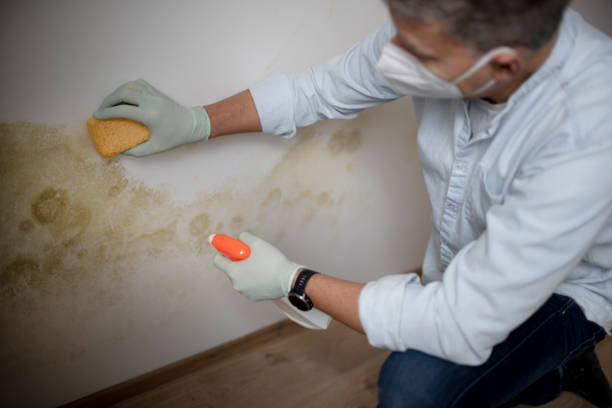 Best Home Mold Removal  in Oxford, NC