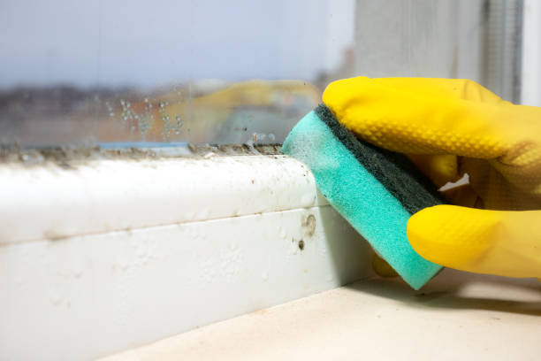 Mold Removal Process in Oxford, NC