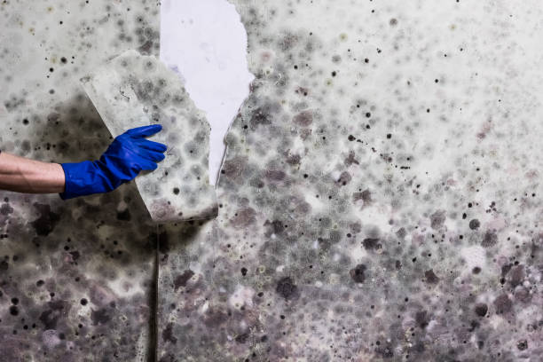Best Best Mold Removal Companies  in Oxford, NC