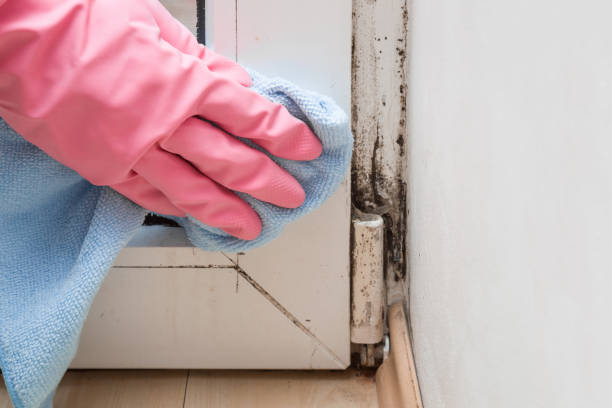 Mold Removal and Inspection in Oxford, NC